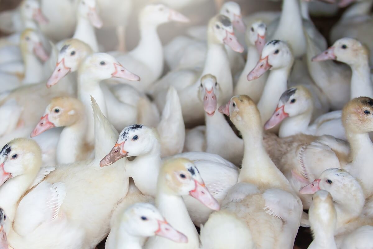 Ognisko ptasiej grypy w gospodarstwie komercyjnym kaczek rzeźnych