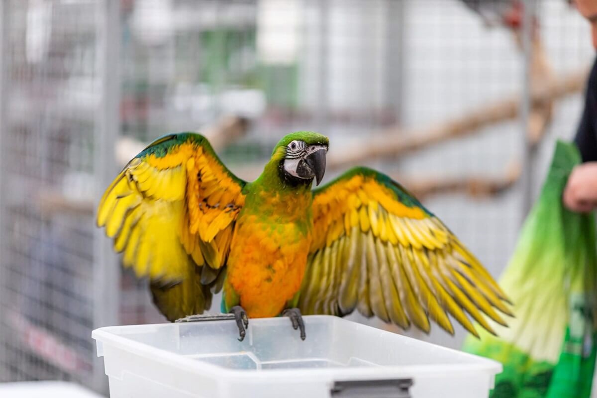 Papuga na Lubelskiej Wystawie Zoologicznej ZOOPARK