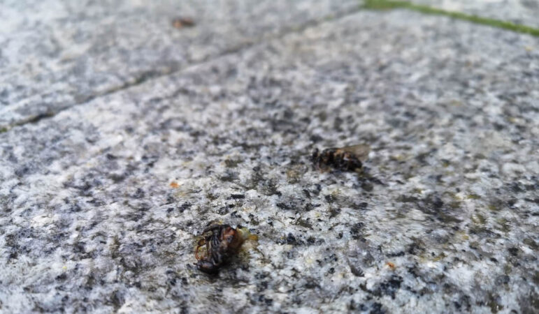 Padłe pszczoły na chodniku przy CSK