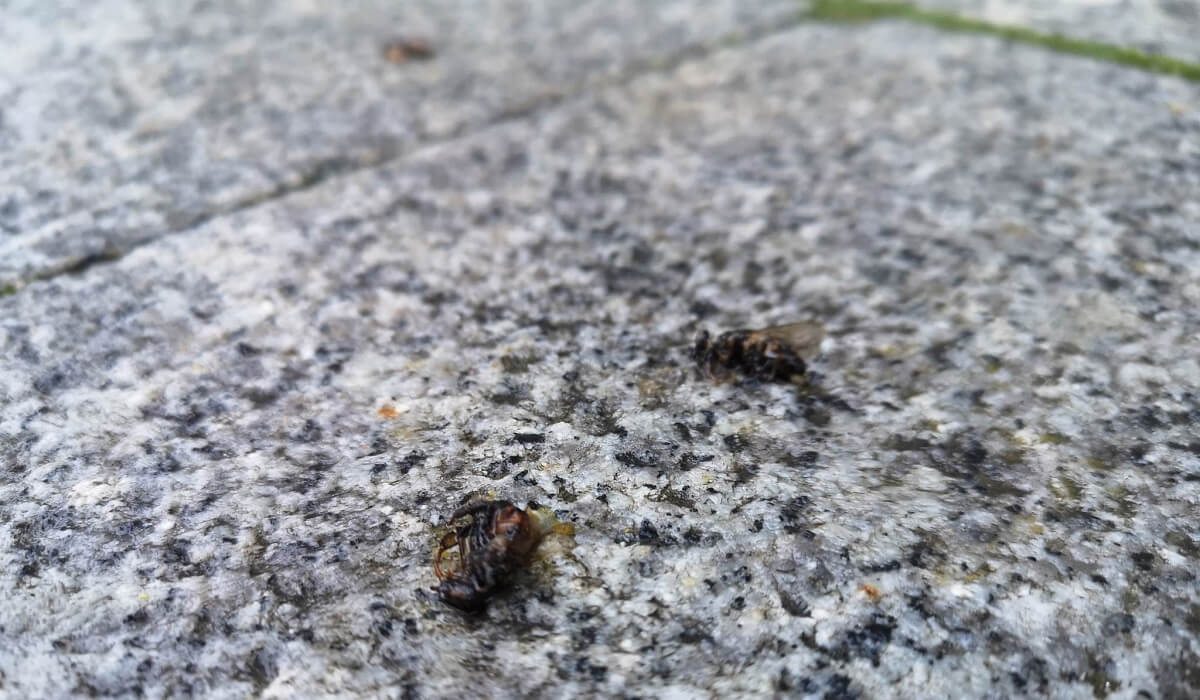 Masakra pszczół w centrum Lublina. Setki owadów padło na chodniku i jezdni