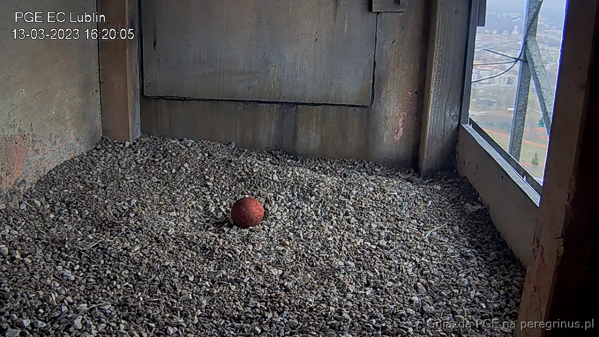 Pierwsze w tym roku jajo sokołów z elektrociepłowni Wrotków