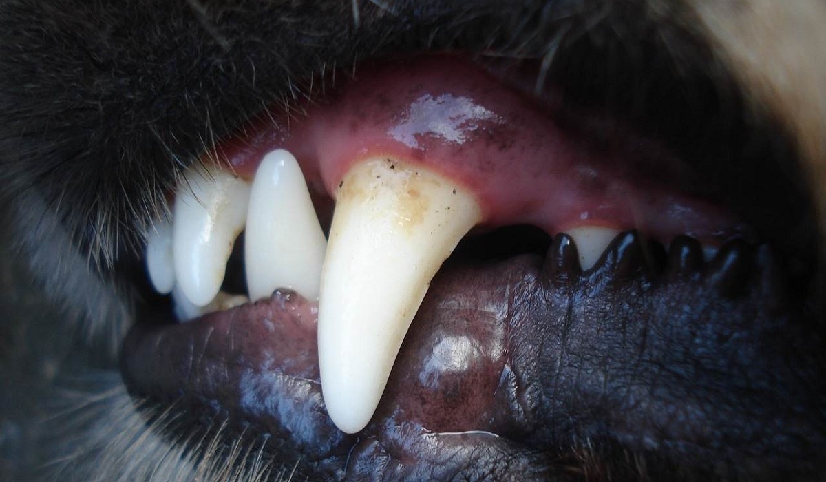 agresywny pies zęby