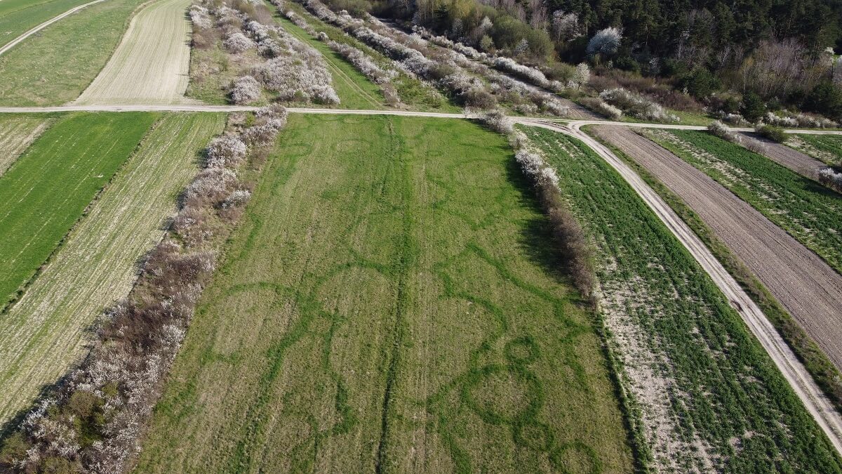 Kamera drona zarejestrowała tajemnicze wzory na polach koło Szczebrzeszyna. Przyczyną są… grzyby