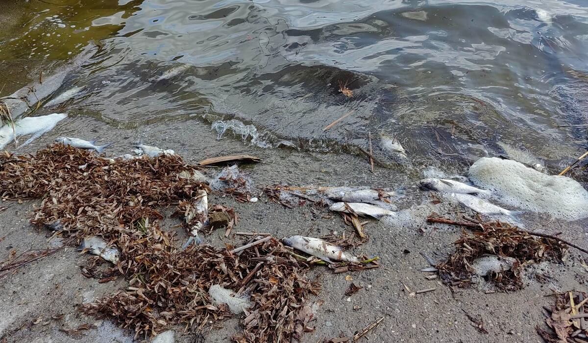 Śnięte ryby w Zalewie Zemborzyckim