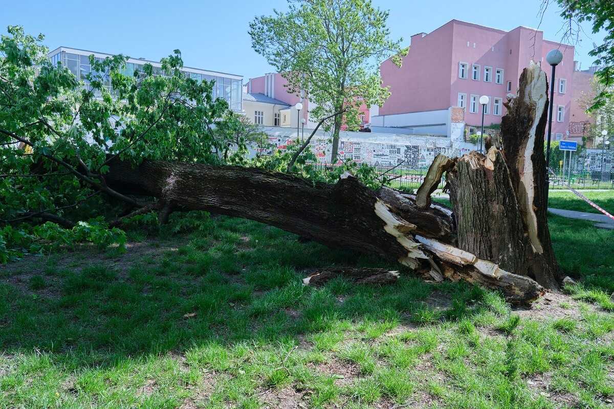 Drzewo spadło na plac zabaw w centrum Lublina