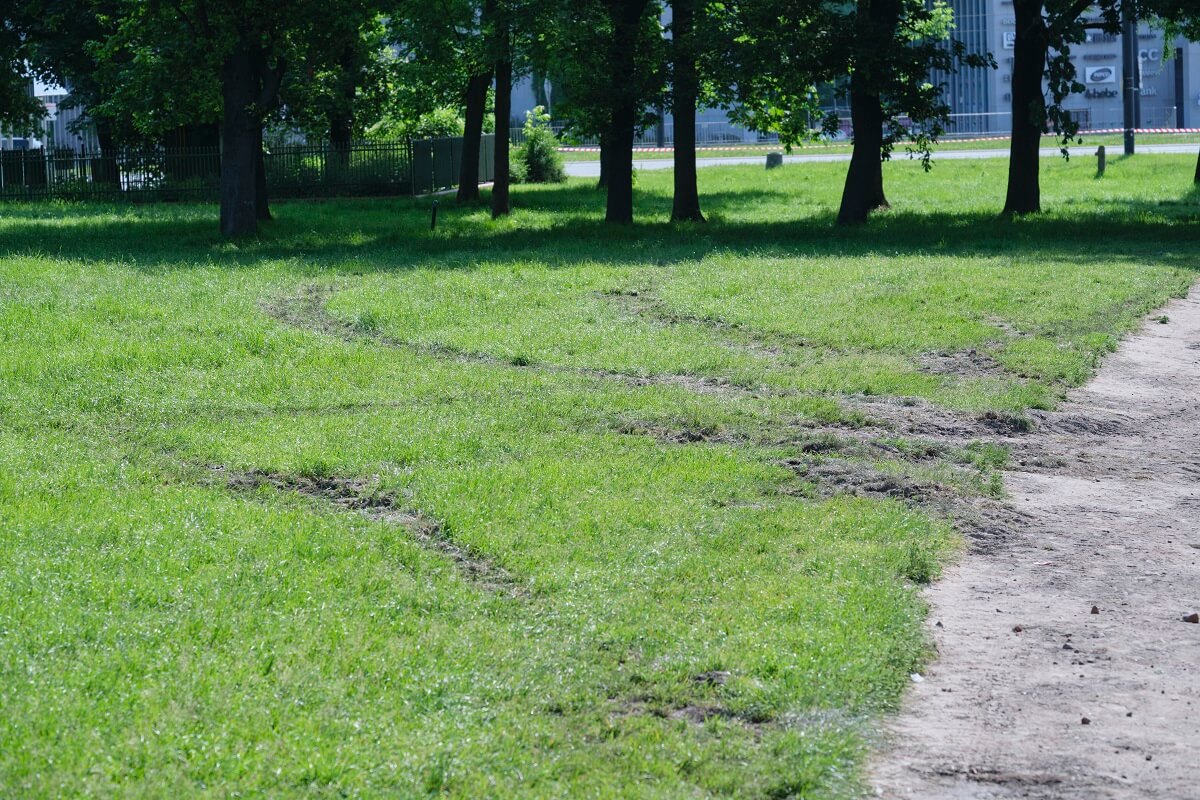 Koleiny na trawniku po pikniku wojskowym na Błoniach pod Zamkiem