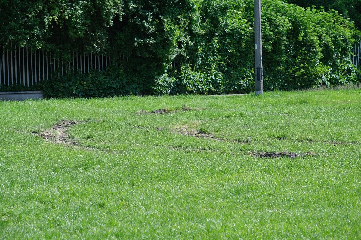 Uszkodzony trawnik na Błoniach pod Zamkiem