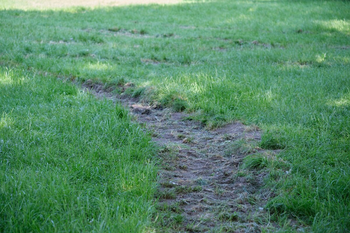 Uszkodzony trawnik na Błoniach pod Zamkiem