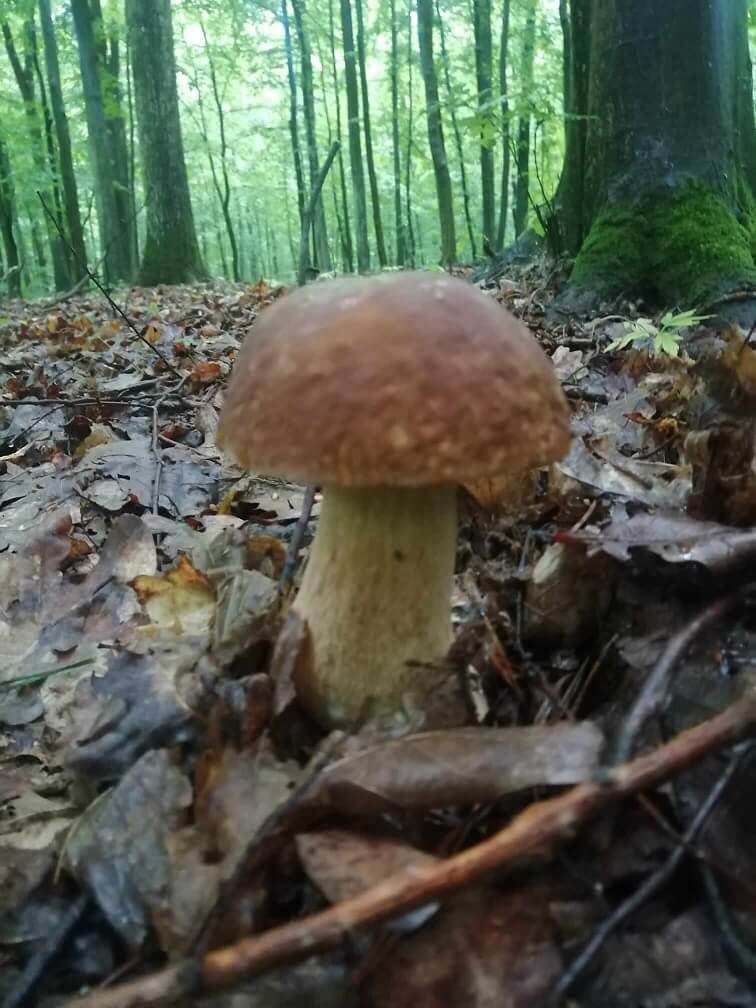 Prawdziwek w środku lasu lubelskie