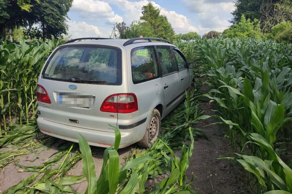 ford utknął w polu kukurydzy