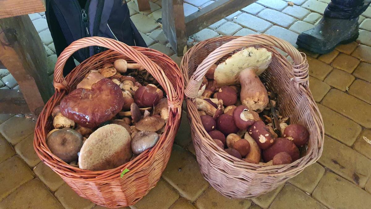 koszyki pełne grzybów lubelskie