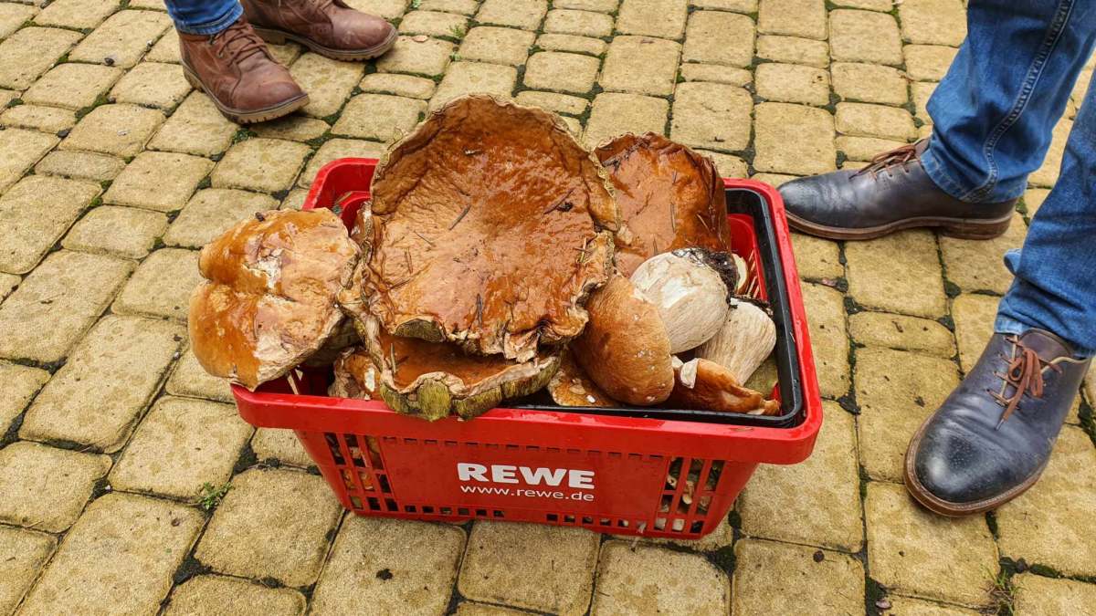 koszyk pełen grzybów