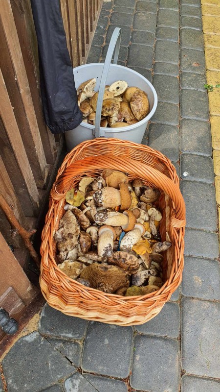 koszyk pełen grzybów