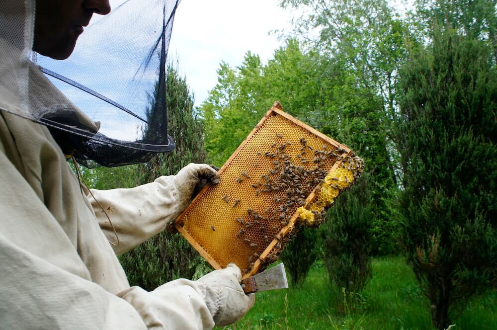 pszczelarz trzyma ramkę