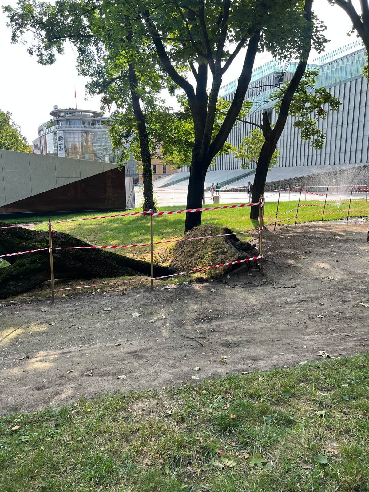 Drzewo runęło na chodnik i ścieżkę rowerową przy Centrum Spotkania Kultur