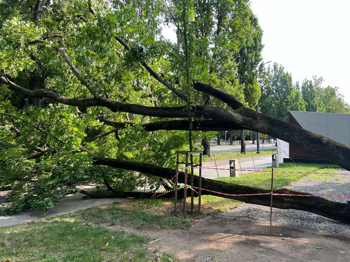Drzewo runęło na chodnik i ścieżkę rowerową przy Centrum Spotkania Kultur