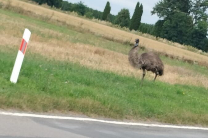 Emu uciekł z gospodarstwa w Ludwikowie
