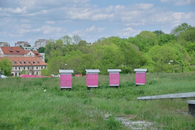 Pasieka pszczół na dachu Vivo Lublin