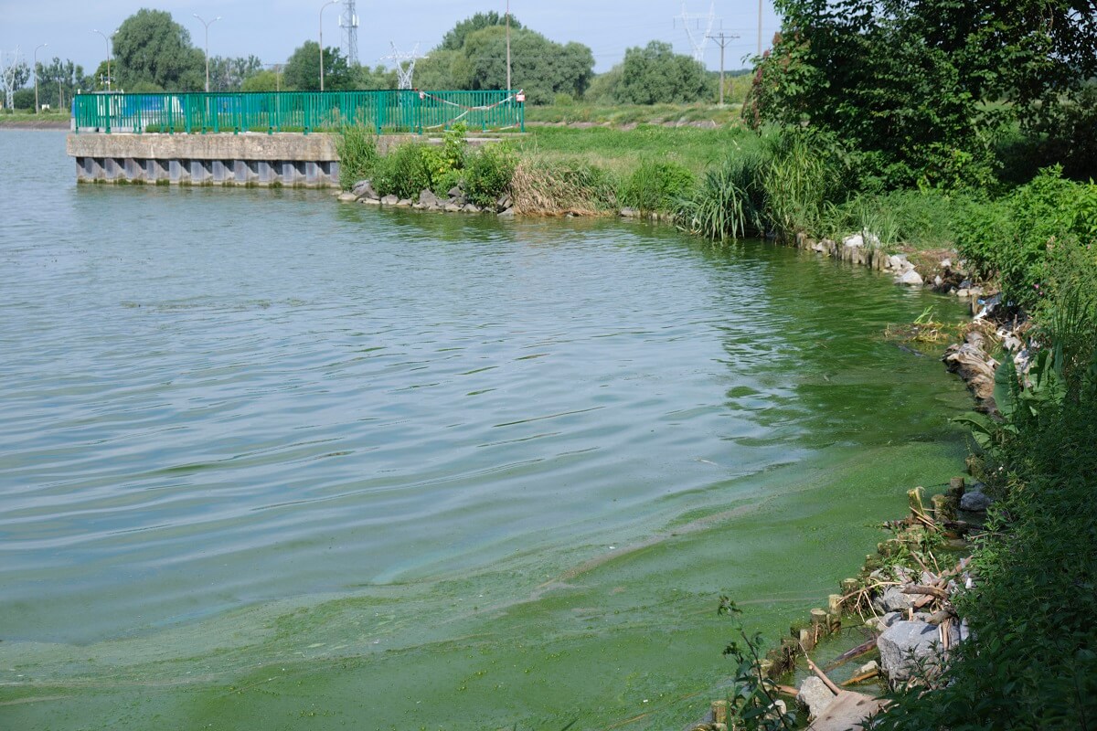 Zielona woda w Zalewie Zemborzyckim