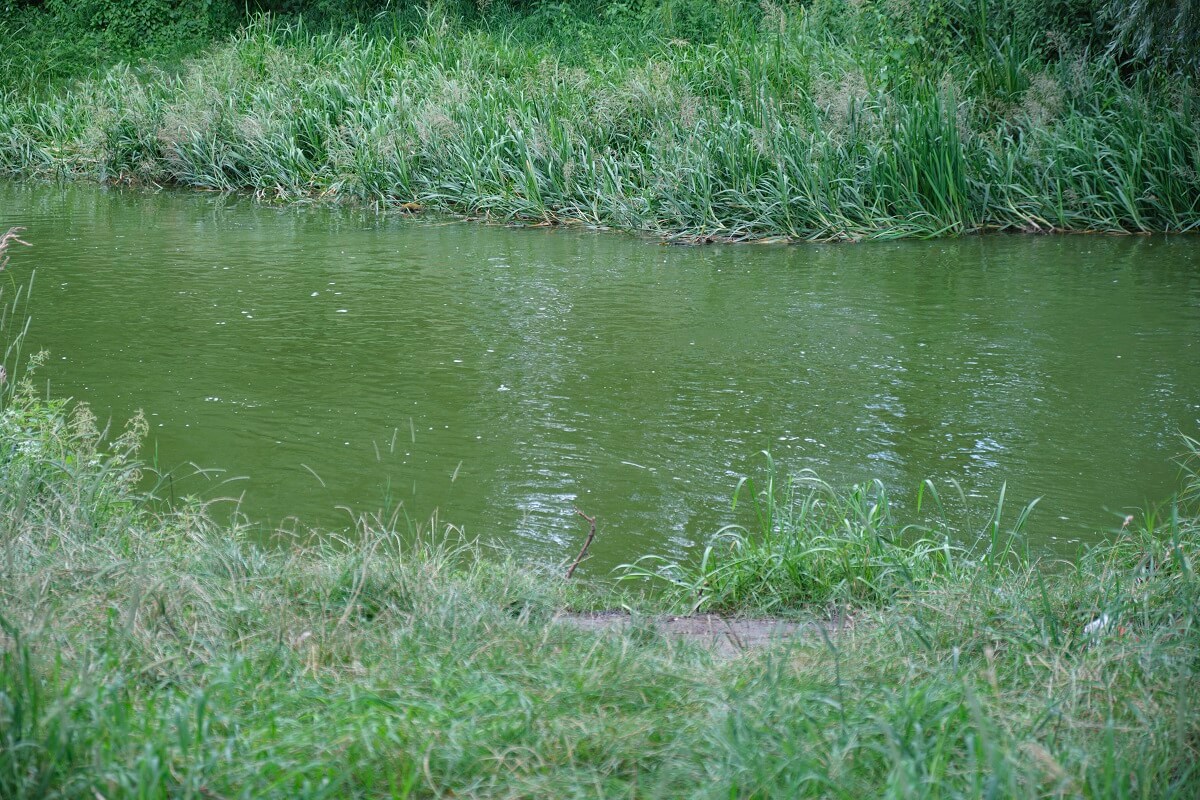 Zielona woda w rzece Bystrzyca
