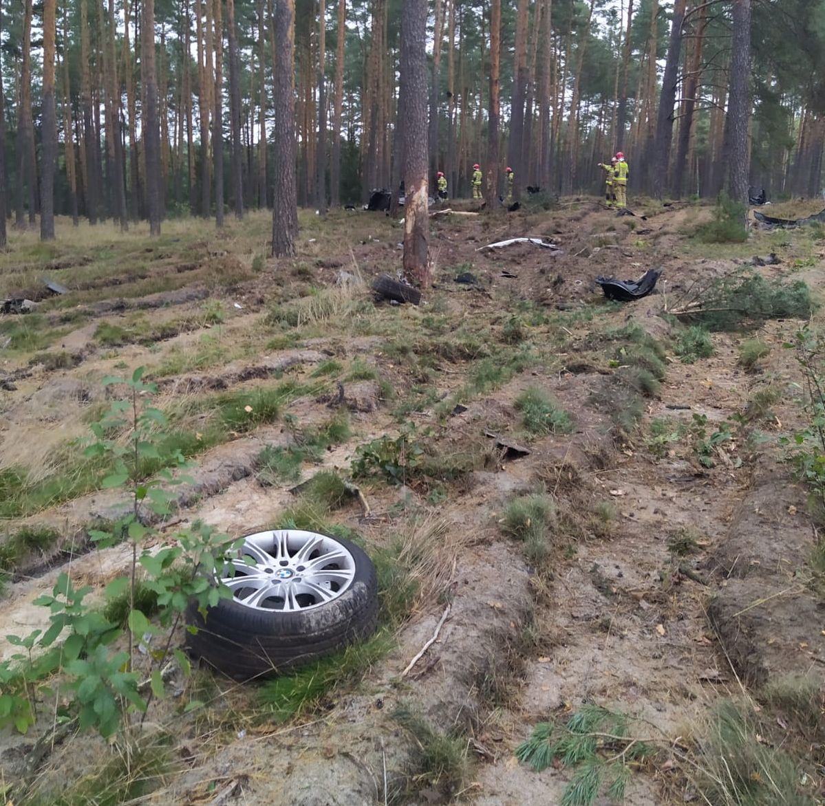 BMW roztrzaskane na drzewach w lesie