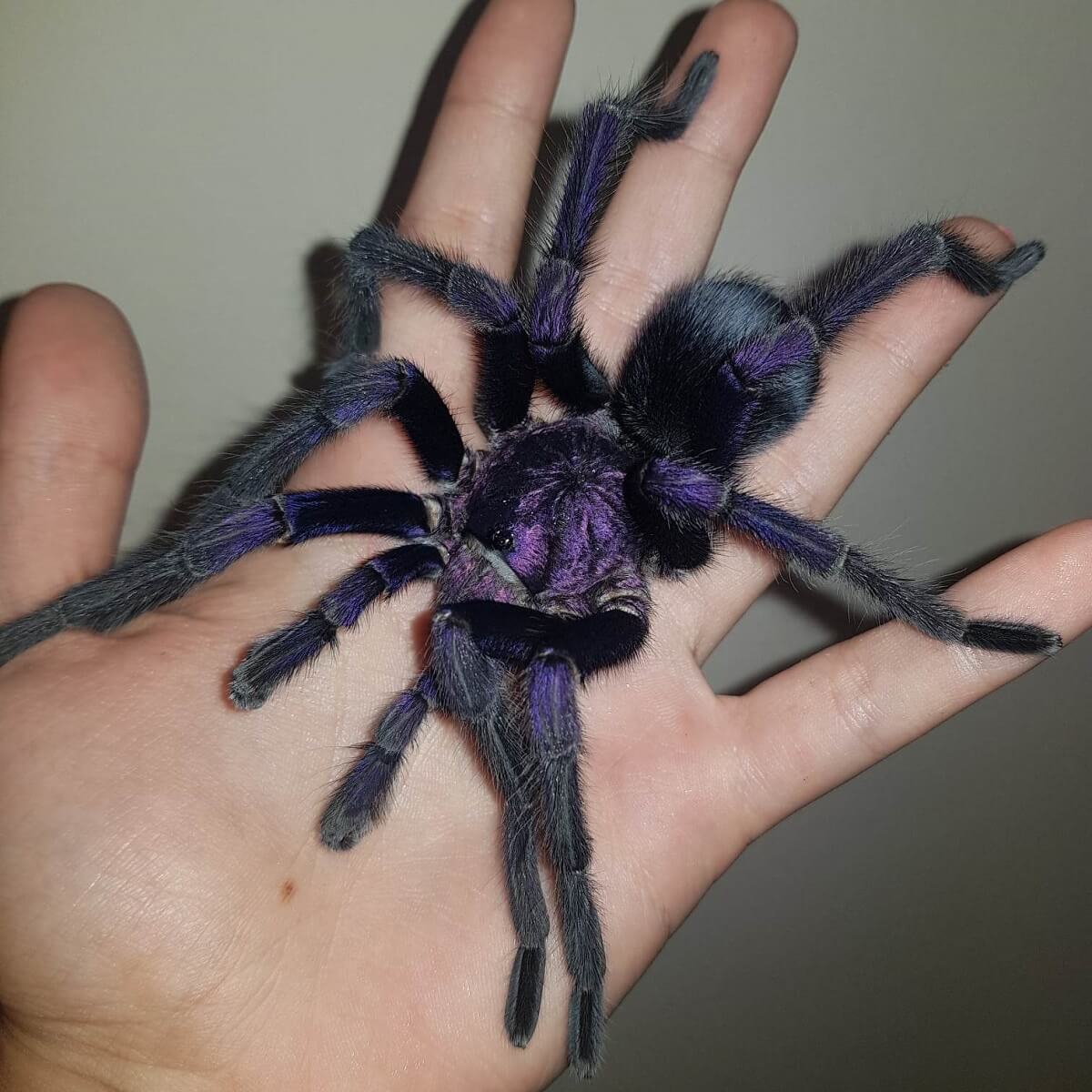 pająk na dłoni