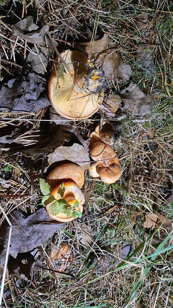 grzyby w lubelskich lasach