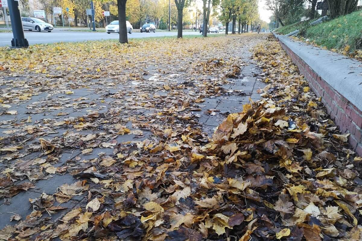 Mokre liście zalegające na chodniku i ścieżce rowerowej