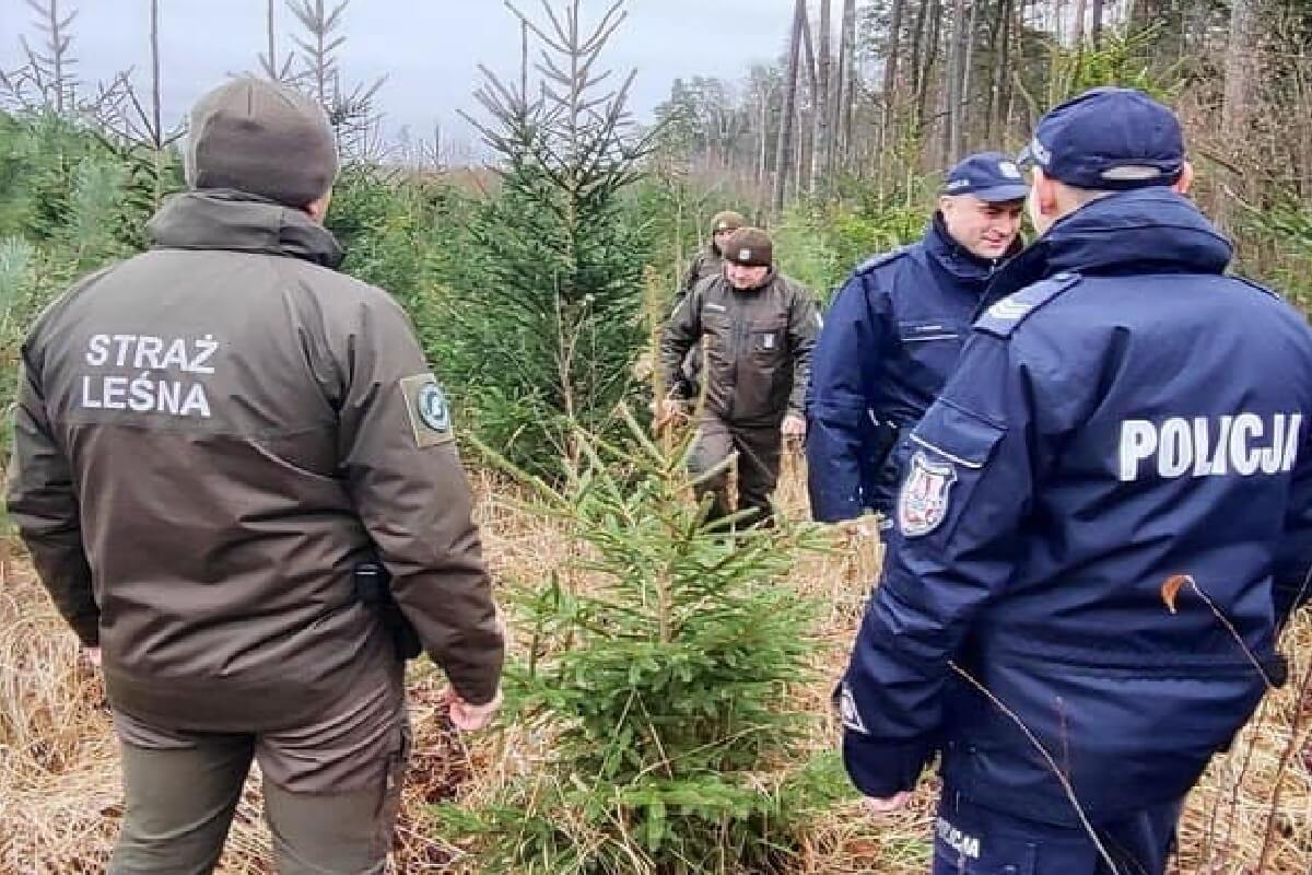 Amatorzy cudzych choinek na celowniku policji i straży leśnej. Rośnie liczba kradzieży drzewek przed świętami 2 Patrol leśny