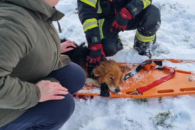 Strażacy ruszyli z pomocą psu na zamarzniętym stawie