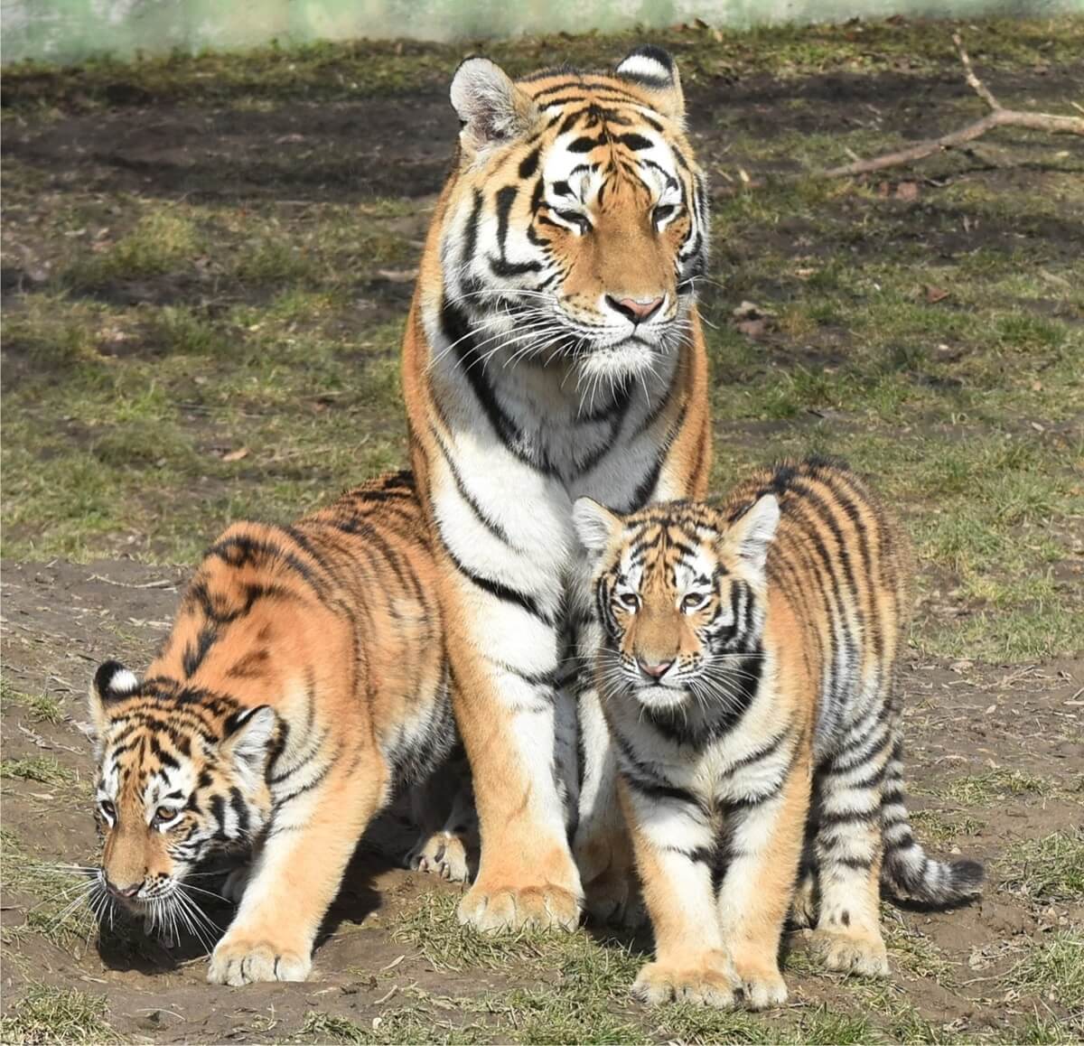 Tygrysy Amurskie w ZOO Zamość