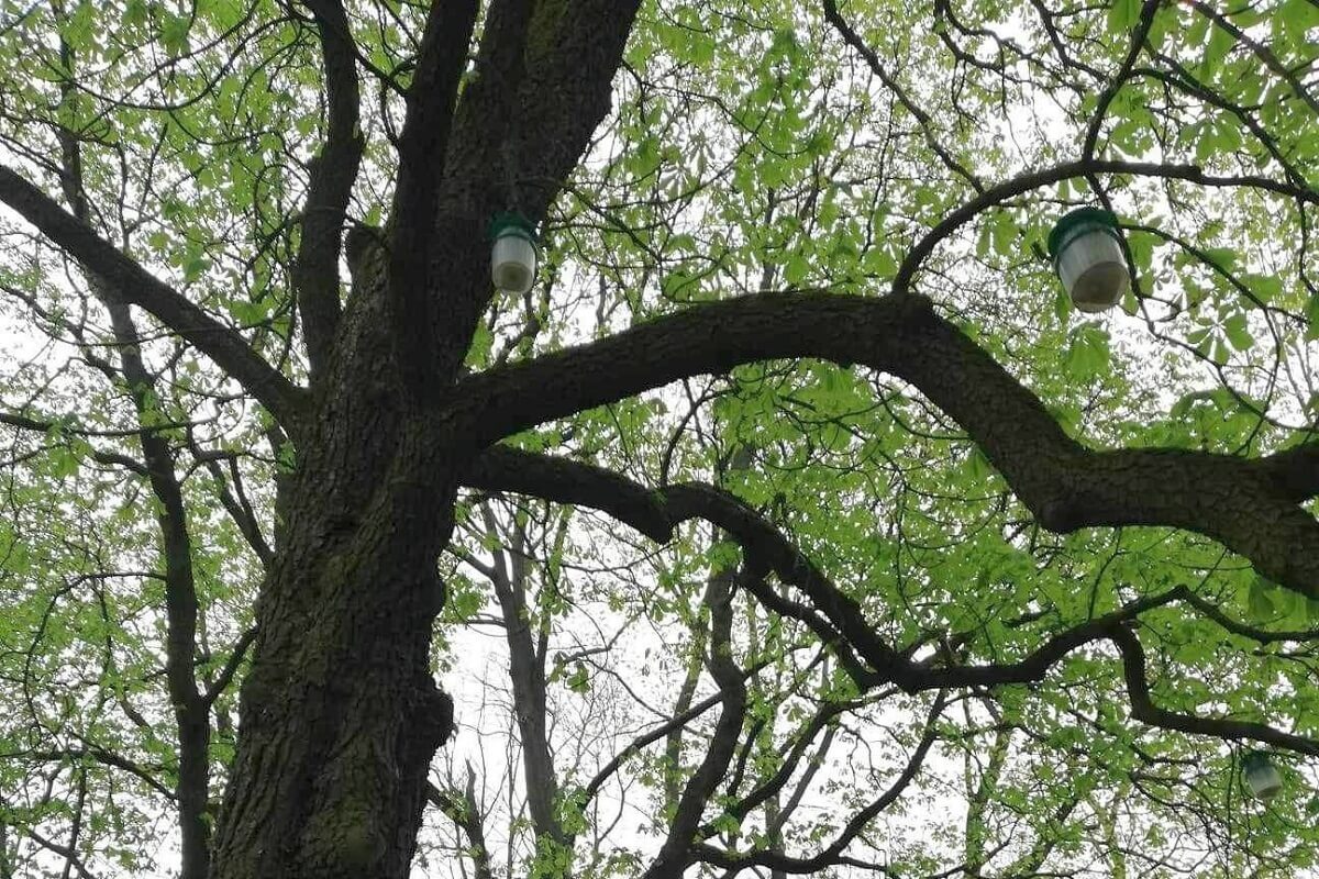 drzewo, pułapki lejkowe w Ogrodzie Saskim