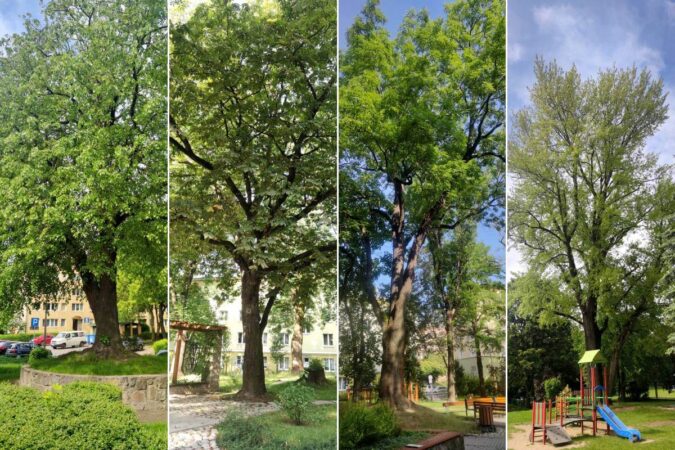 Nowe pomniki przyrody w Lublinie