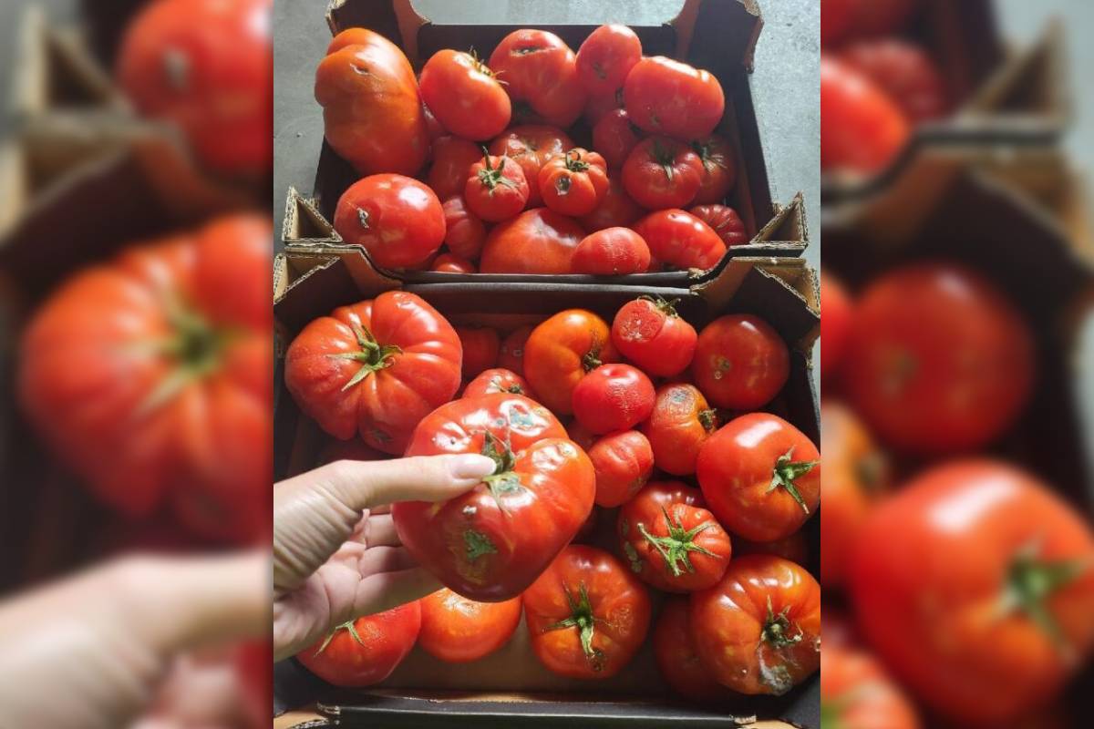 Inspektorzy IJHARS ujawnili zepsute pomidory na giełdzie w Elizówce