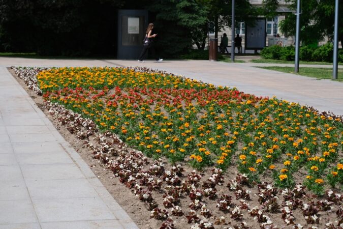 Nowe kwiatki na Placu Litewskim