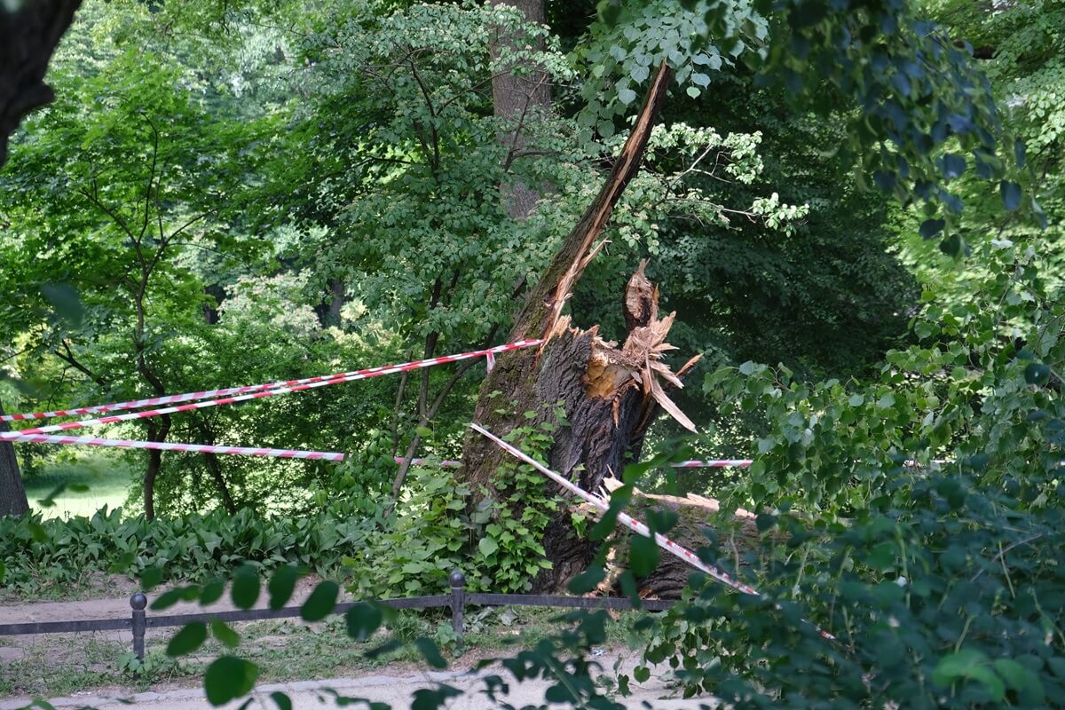 Spróchniały środek drzewa, które runęło w Ogrodzie Saskim