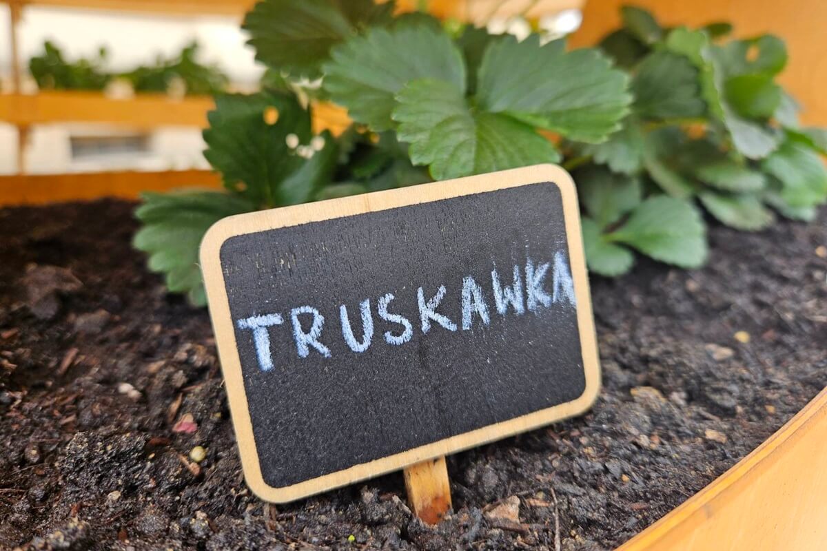 truskawka