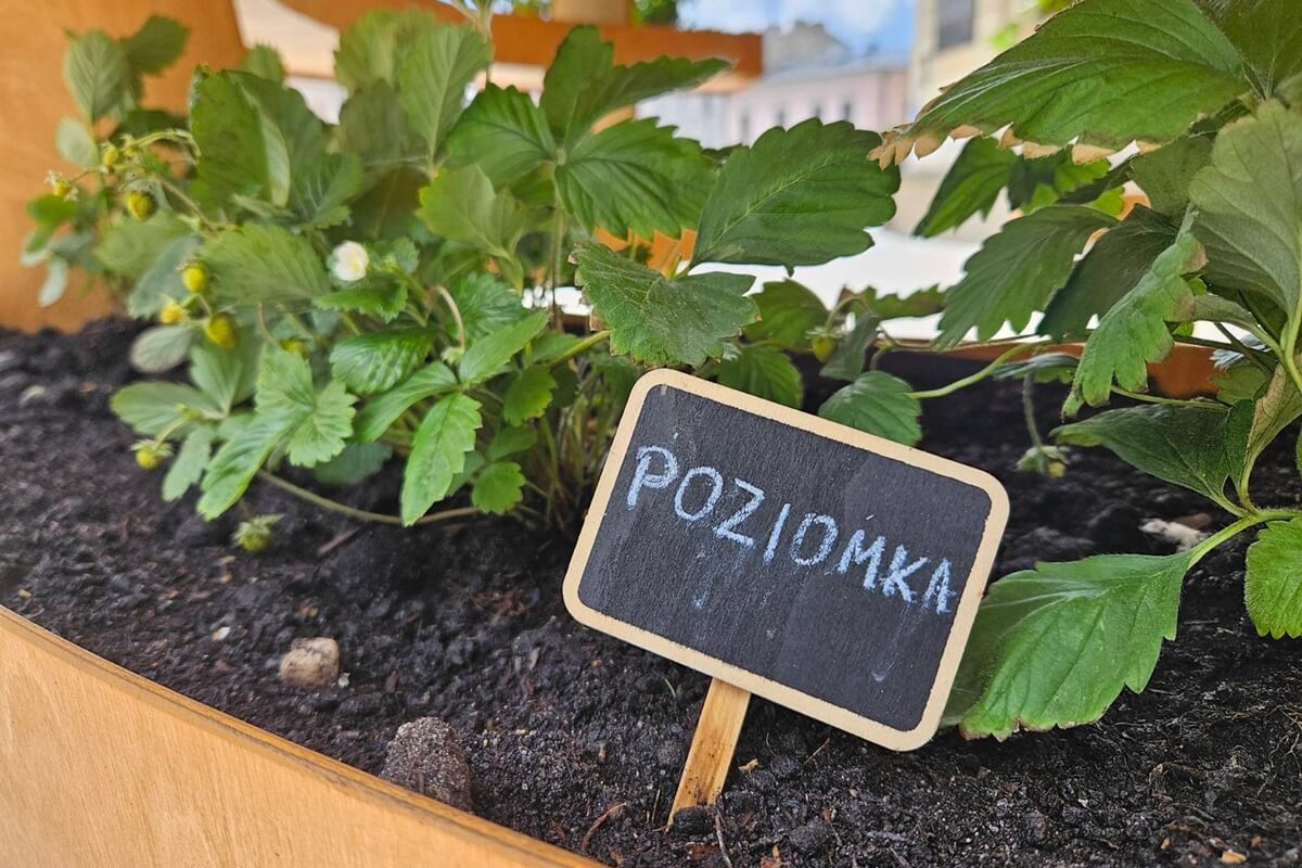 poziomka