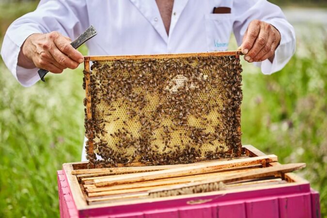 pszczelarz podbierający miód