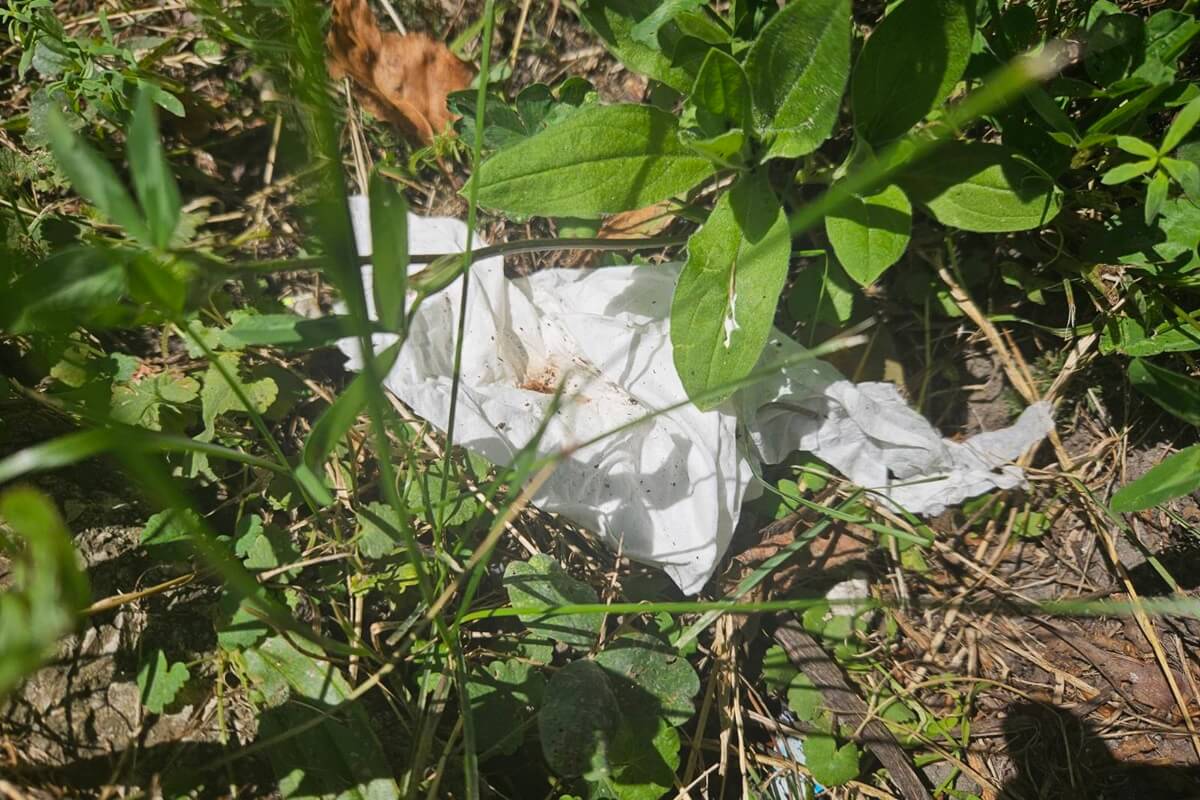 Odchody owinięte w papier toaletowy na trawniku