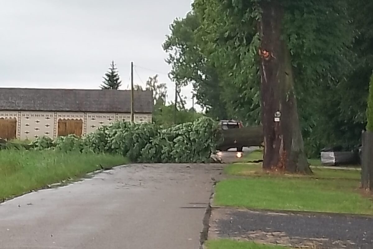 Powalony konar drzewa zablokował drogę