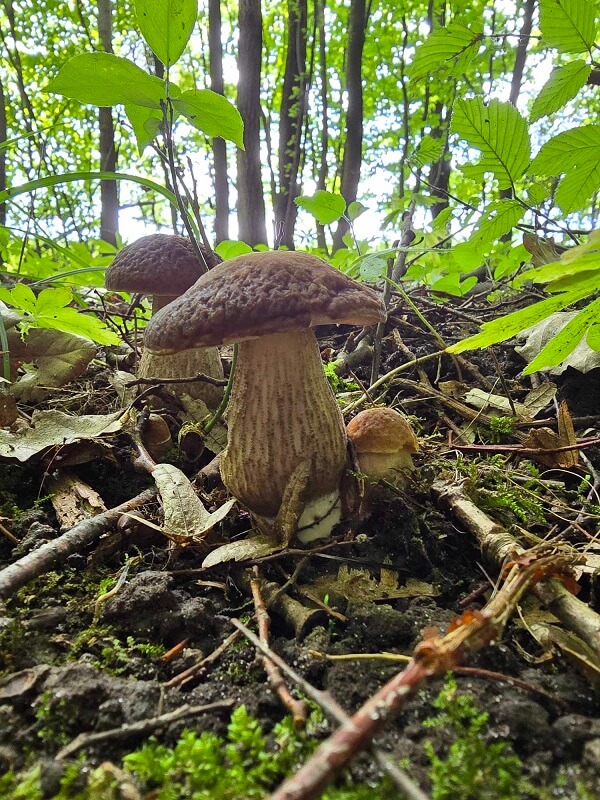 Grzybobranie woj. lubelskie