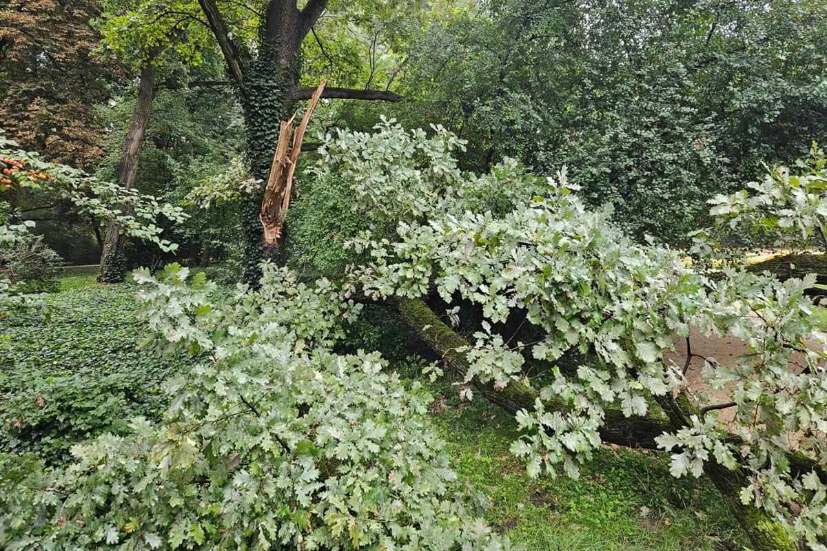 Konar oderwał się od drzewa w Ogrodzie Saskim