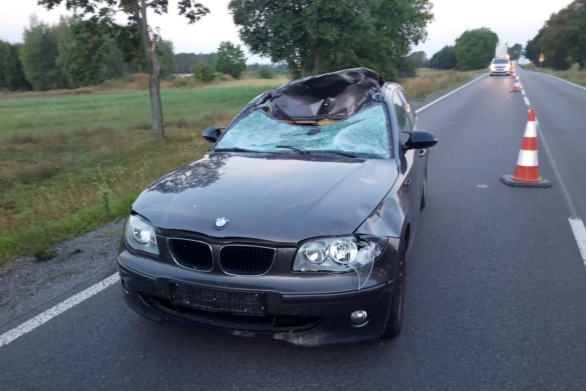 rozbity samochód, wypadek z łosiem