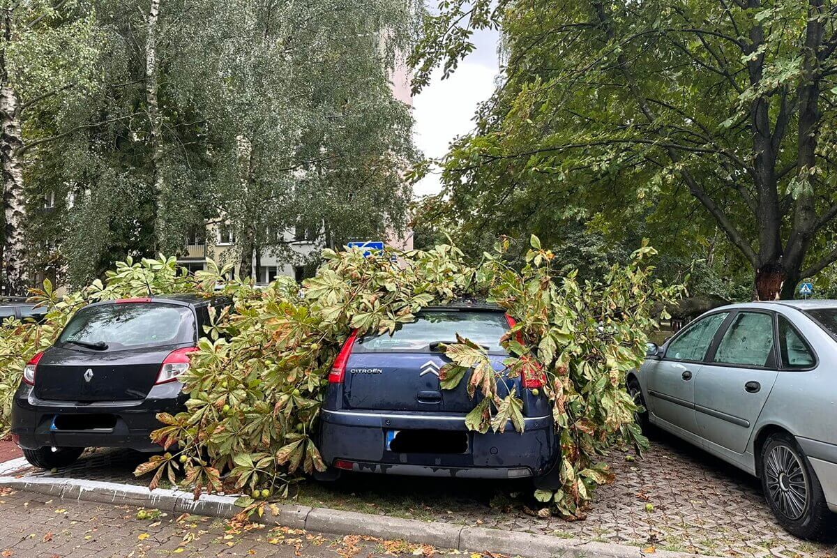 Drzewo przewróciło się na zaparkowane samochody przy ul. Śliwińskiego