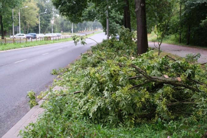 Gałęzie spadły na drogę