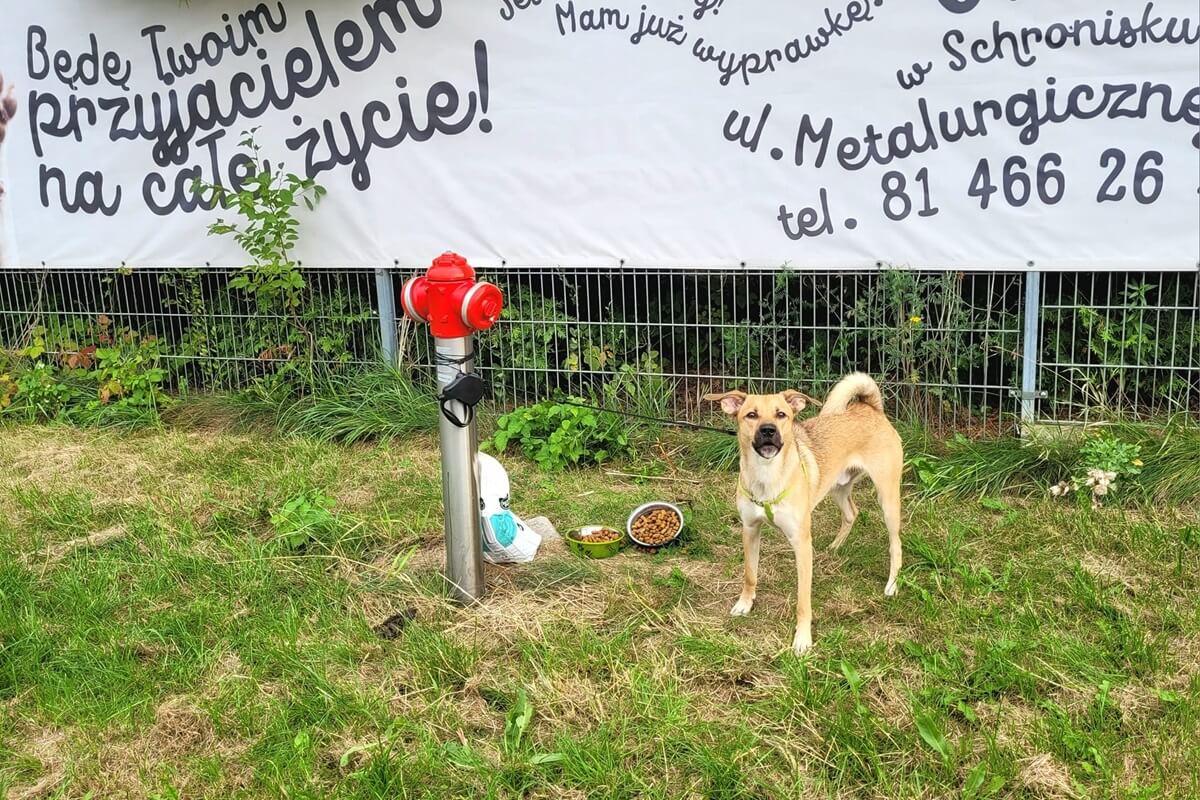 Ktoś podrzucił psa pod schronisko przy ul. Metalurgicznej w Lublinie