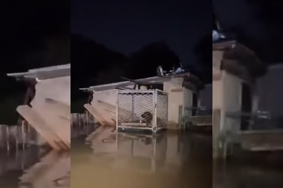 Każdy pies zasługuje na człowieka, ale nie każdy człowiek zasługuje na psa. Nagranie wyciska łzy