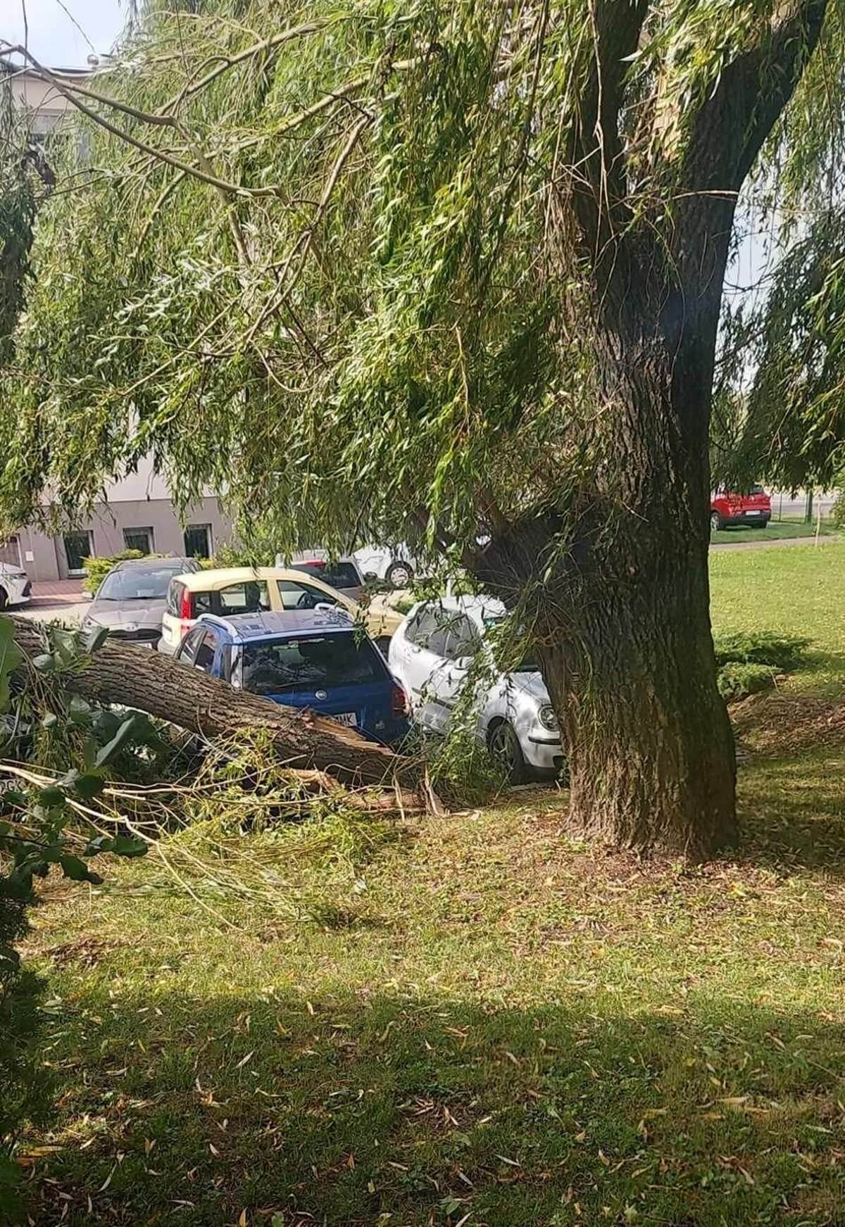 Konar runął na zaparkowane samochody przy ul. Głuskiej