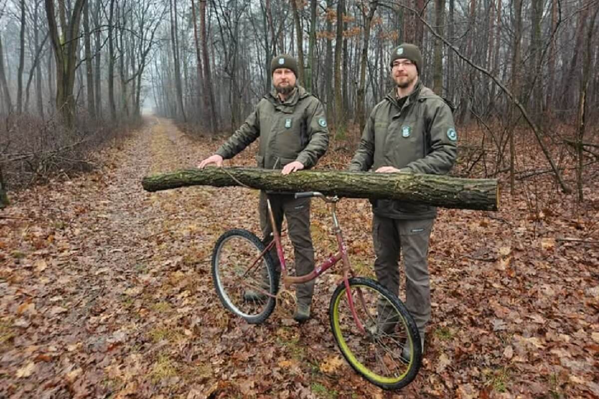 Złodziej drewna wywoził metry bez pozostawiania śladów. Leśnicy rozwiązali tajemniczą zagadkę 1 Kradł drzewo z rowerem na dwie kierownice